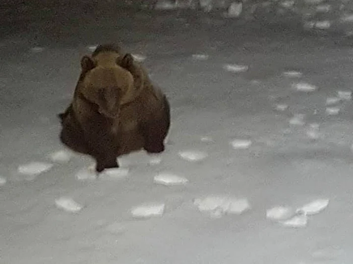 FOTO. Urşii fac spectacol, noaptea, la Bâlea Lac. Un alpinist i-a surprins zbenguindu-se prin zăpadă, deşi e vremea hibernării