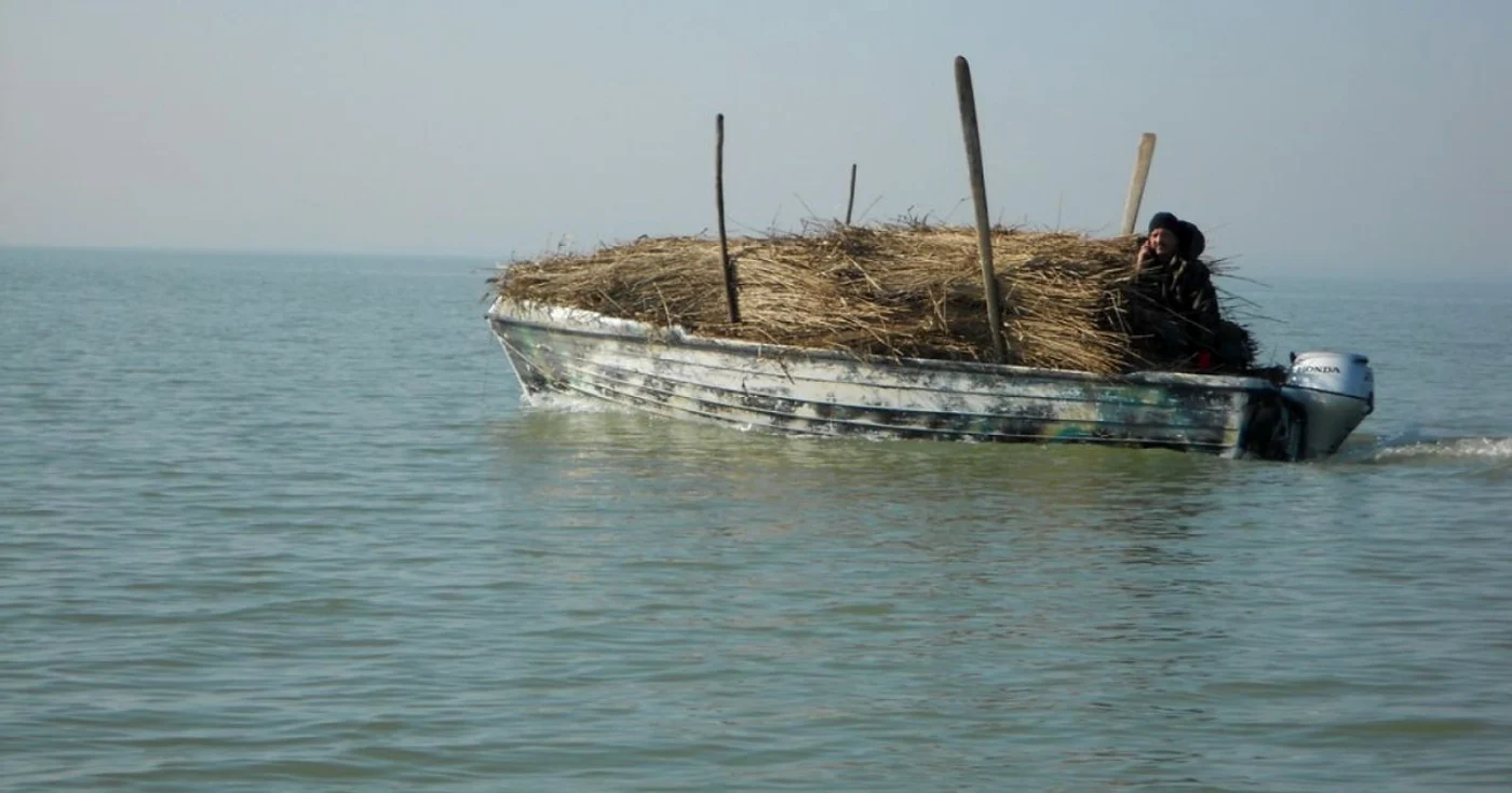 Pregatiri pentru cuibaritul pelicanului creţ în Delta Dunării FOTO ARBDD