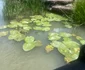 Imagine spectaculoasă din Delta Dunării Foto: Click!