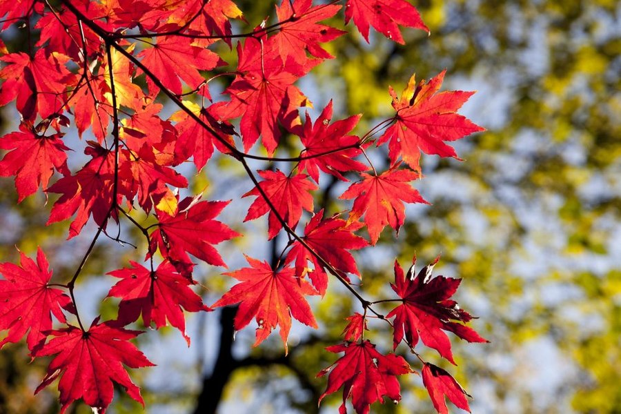 Cum va fi vremea în prima lună de toamnă. Temperaturi-record înregistrate în România, în septembrie