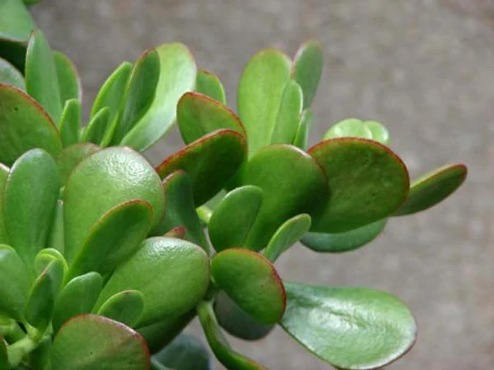 Cele mai rezistente flori de cameră: Crassula este foarte decorativă 