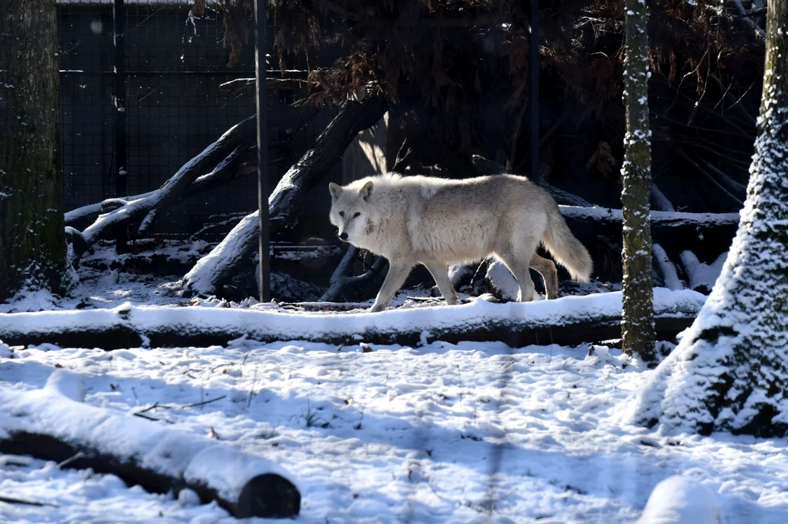 Lup Zoo Băneasa