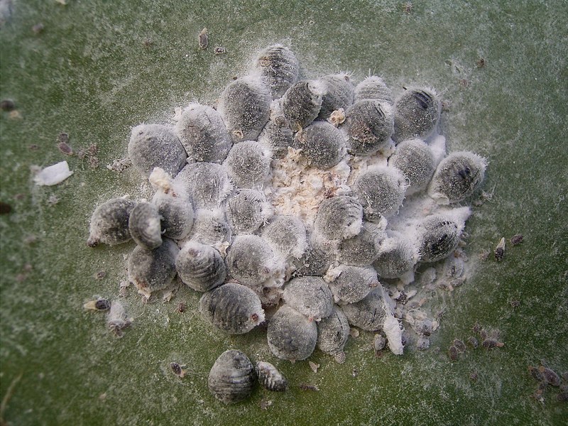 Insectele fac ravagii în culturi din Africa de Nord: au venit din Mexic în urmă cu câțiva ani