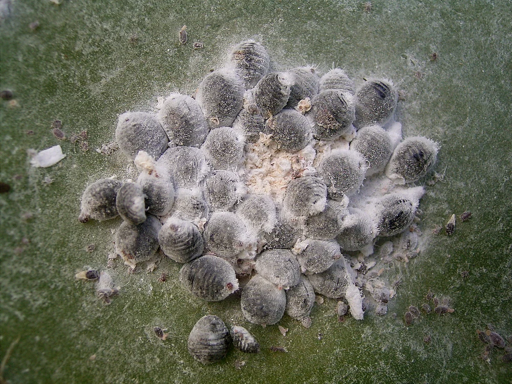 Insecta dactylopius opuntia