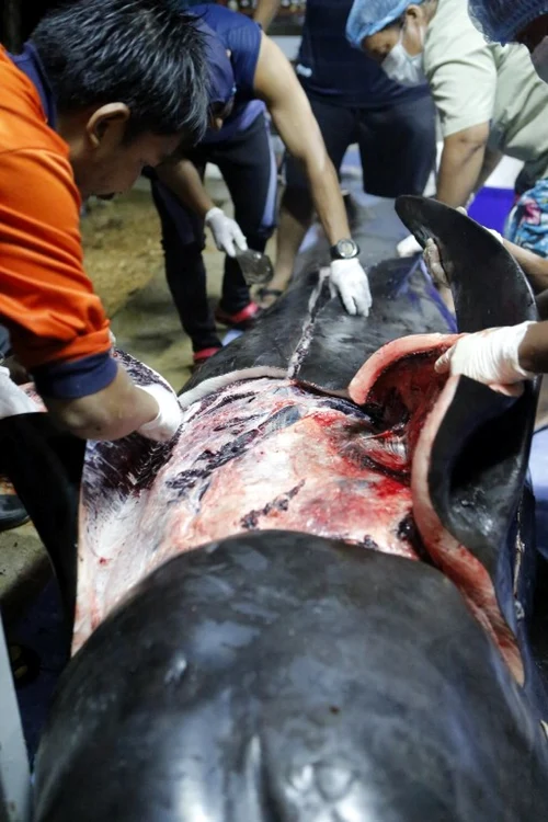 O balena a murit dupa ce a inghitit 80 de pungi de plastic FOTO AFP