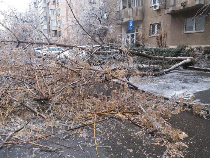 Sute de copaci au cedat sub greutatea gheții Foto:Andreea Dancu