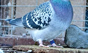 CLIIMA20100117 0098 1 jpeg