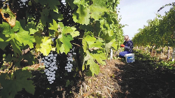 Luna septembrie e luna  culesului. Foto: adevarul.ro