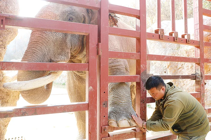 Un elefant de la Qingdao Forest Wildlife World a avut parte de un răsfăţ ca la salon