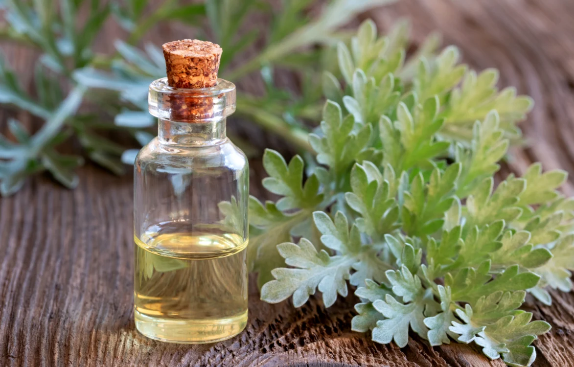 
    Iată o rețetă de suc de pelin cu vin și miere, bun pentru inimiă, rinichi, plămâni, digestie și vedete.Foto: Shutterstock  