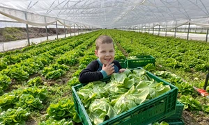 legume coopertiva gusturi de la tara sursa foto mihai chesnoiu (7) jpeg