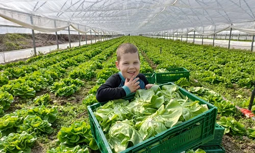 legume coopertiva gusturi de la tara   sursa foto mihai chesnoiu (7) jpeg