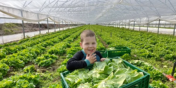 legume coopertiva gusturi de la tara   sursa foto mihai chesnoiu (7) jpeg