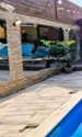 Banner Brigitte Pastramă 