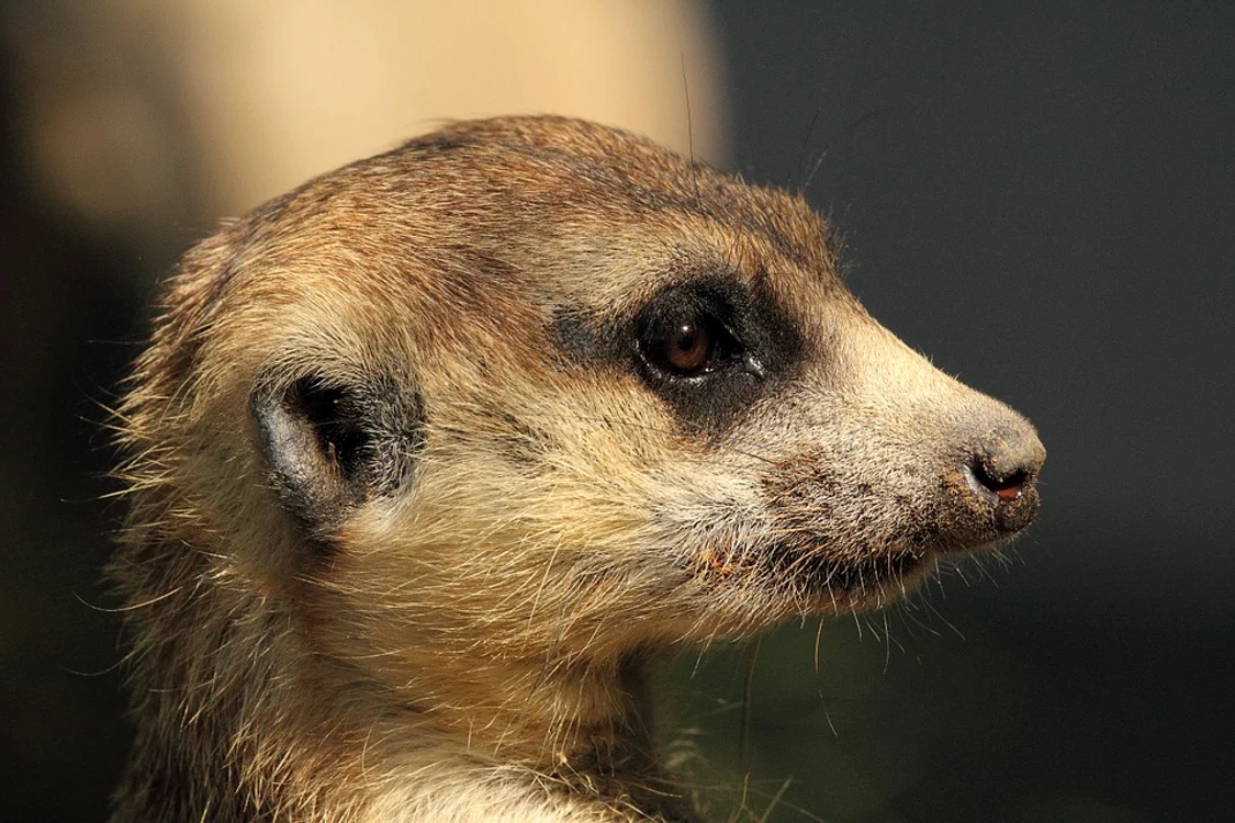 mongoose 496374 960 720 jpg jpeg
