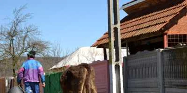 Licurici