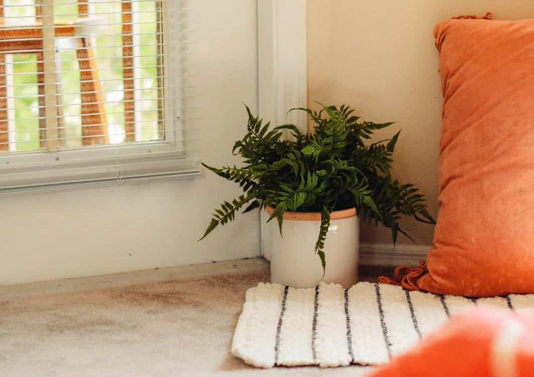 1 plante unsplash jpg jpeg