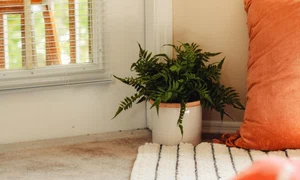 1 plante unsplash jpg jpeg