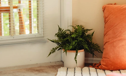 1 plante unsplash jpg jpeg