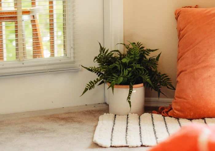 1 plante unsplash jpg jpeg