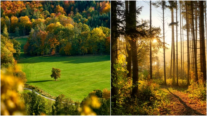 Animalul care poate dispărea din România