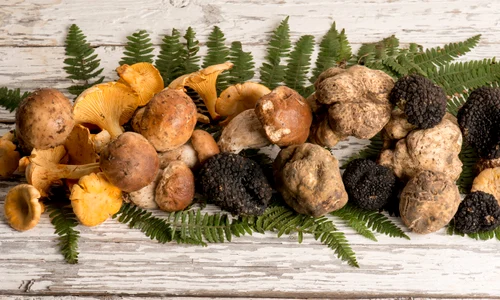 1 ciupercidiverse jpg jpeg