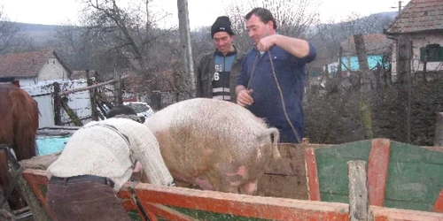 Crescătorii de animale riscă amenzi usturătoare dacă îşi transportă porcii în afara localităţii 