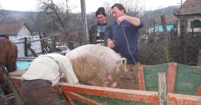 Crescătorii de animale riscă amenzi usturătoare dacă îşi transportă porcii în afara localităţii 