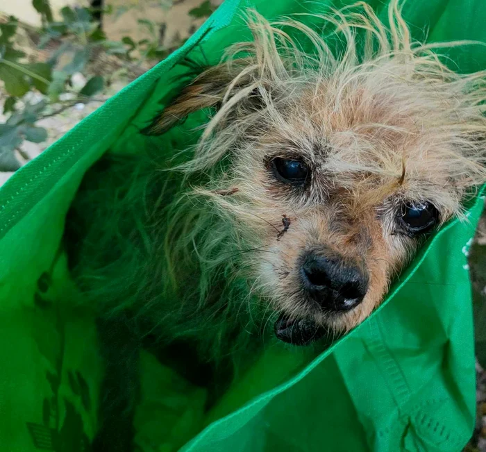 Cățelușa a fost salvată și dusă în adăpostul Ajutați-l pe Lăbuș FOTO: Help Lăbuș