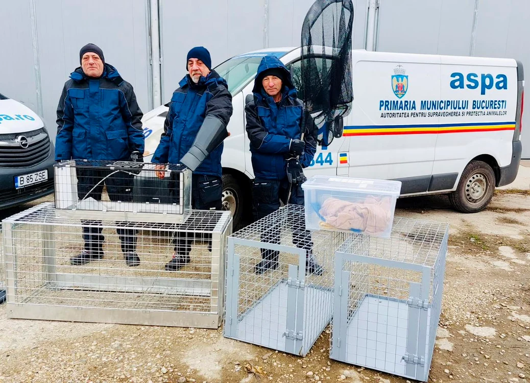 Peste 1.500 de câini au fost ridicați de ASPA de pe străzile din Capitală FOTO: Facebook ASPA