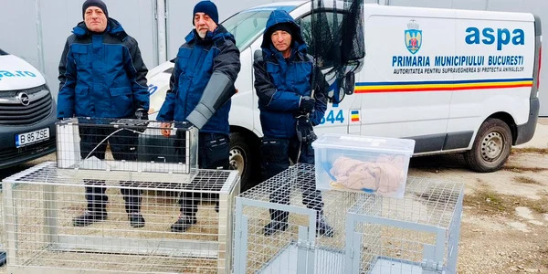 Peste 1.500 de câini au fost ridicați de ASPA de pe străzile din Capitală FOTO: Facebook ASPA