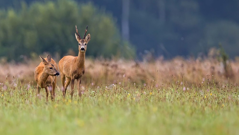 Parc de căprioare și cerbi lopătari, un proiect inedit la Brăila. Vizitatorii vor putea hrăni și fotografia animalele