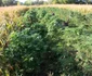 cannabis