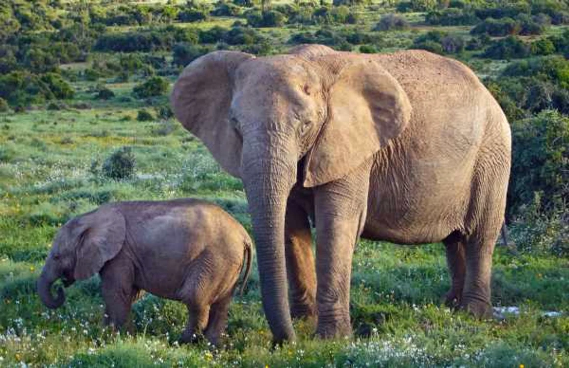 Elefantul african de tufiş poate ajunge şi la 12 tone FOTO: Wikipedia