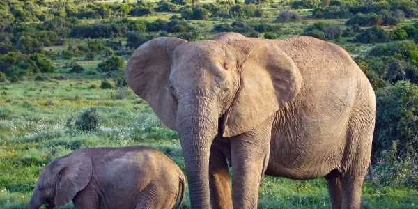 elefant african de tufis