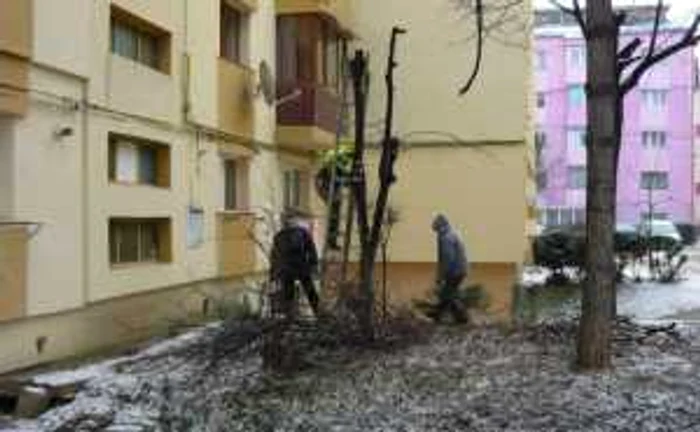 Edilii au dat astăzi startul cosmetizării arborilor din oraş