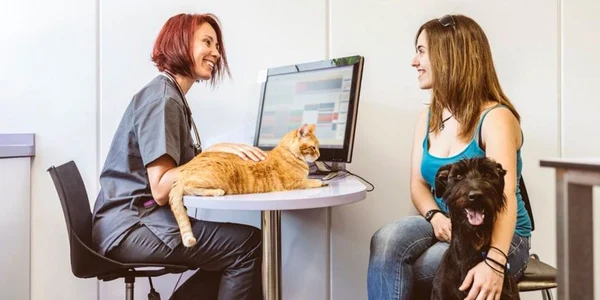 stapani caini pisici foto shutterstock