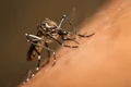 Autorităţile din Florida Keys vor să reducă populaţiile de ţânţari din specia invazivă Aedes aegypti  FOTO Shutterstoc