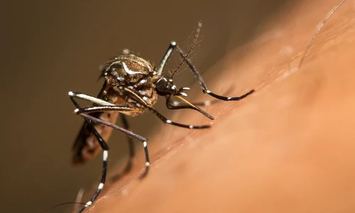 Autorităţile din Florida Keys vor să reducă populaţiile de ţânţari din specia invazivă Aedes aegypti  FOTO Shutterstoc