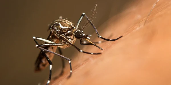 Autorităţile din Florida Keys vor să reducă populaţiile de ţânţari din specia invazivă Aedes aegypti  FOTO Shutterstoc