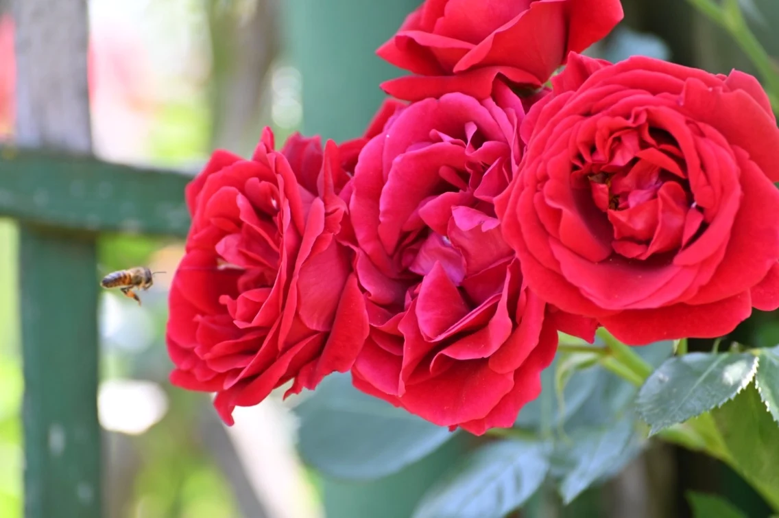 rosarium