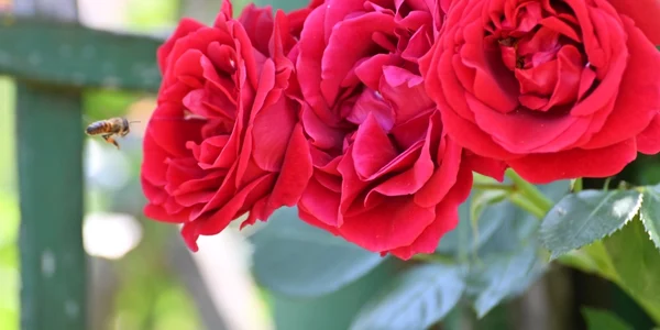 rosarium
