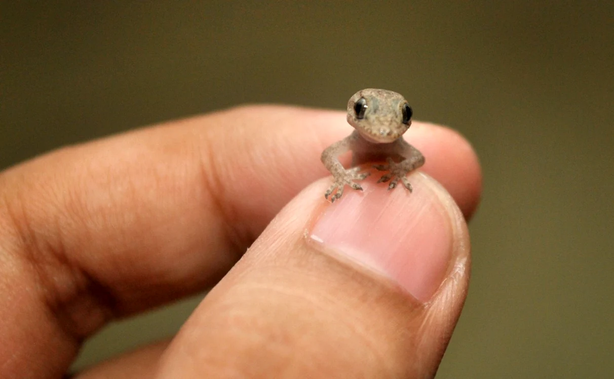 gecko soparla caters