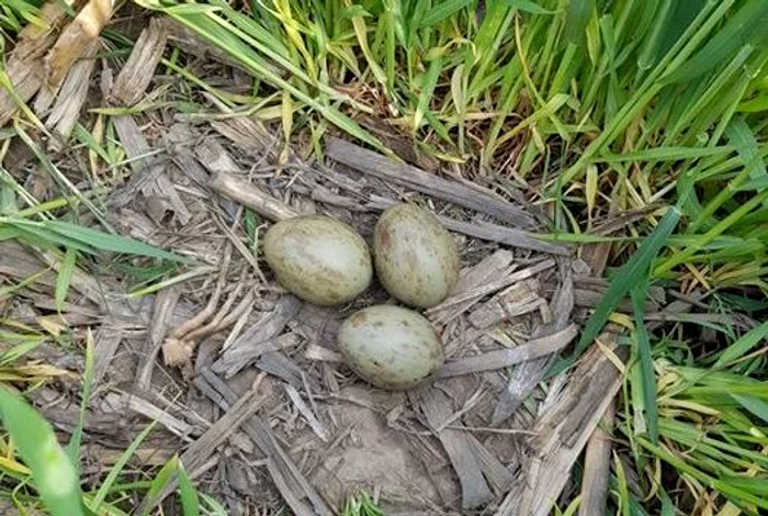 Ouăle de dropie au fost găsite săptămâna trecută pe un câmp din Salonta