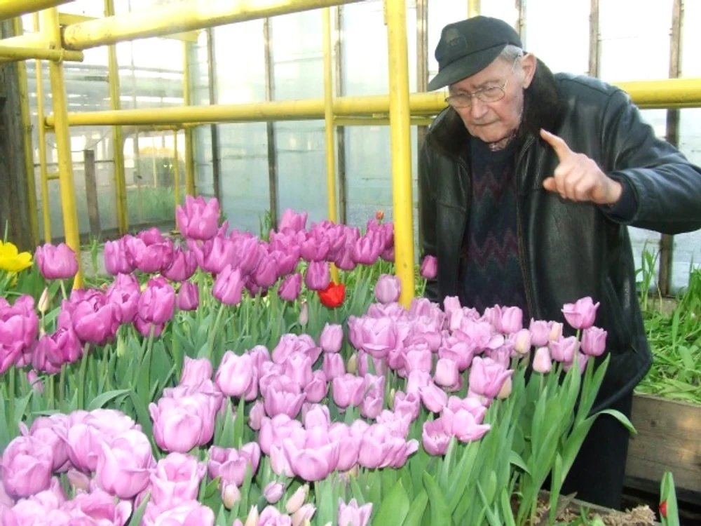 
    Cel mai bătrân florar din România, Weil Alois, în vârstă de 91 de ani, deține cea mai veche seră din Arad, care are aproape 100 de aniFoto: realitateadearad.ro  