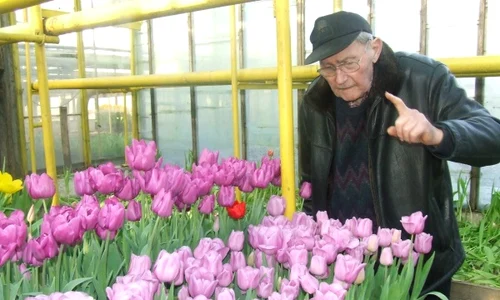 weil alois  namtul din arad jpeg