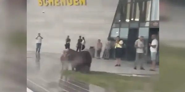 turma de porci in aeroport gif