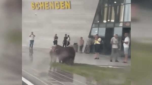 Porci pășunând pe gazonul din fața Aeroportului Timișoara. Oaspeți surpriză: prim-miniștrii României în vizită! (VIDEO) Porci pășunând pe gazonul din fața Aeroportului Timișoara. Oaspeți surpriză: prim-miniștrii României în vizită! (VIDEO)