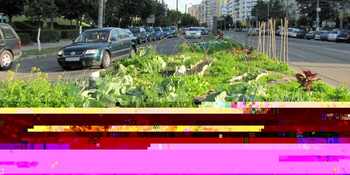gradina urbana cluj