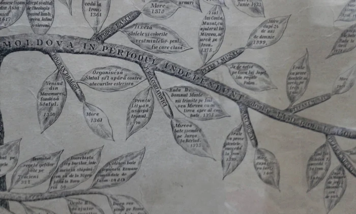 Arborele istoric genealogic al României Foto CJ Argeş